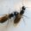 Carpenter Ants can hurt Log Homes